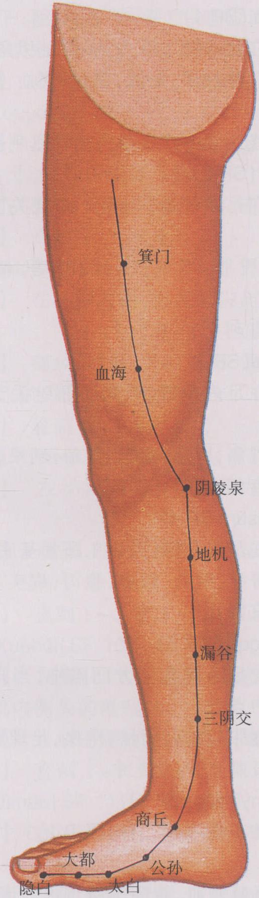 圖10 足太陰脾經(jīng)(一)